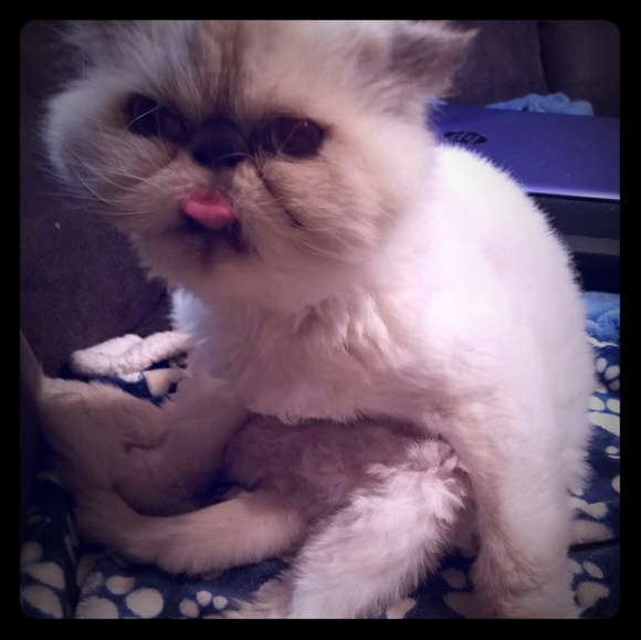 😻 Meet Your Posher's Cats! 😻 - Picture 14 of 15